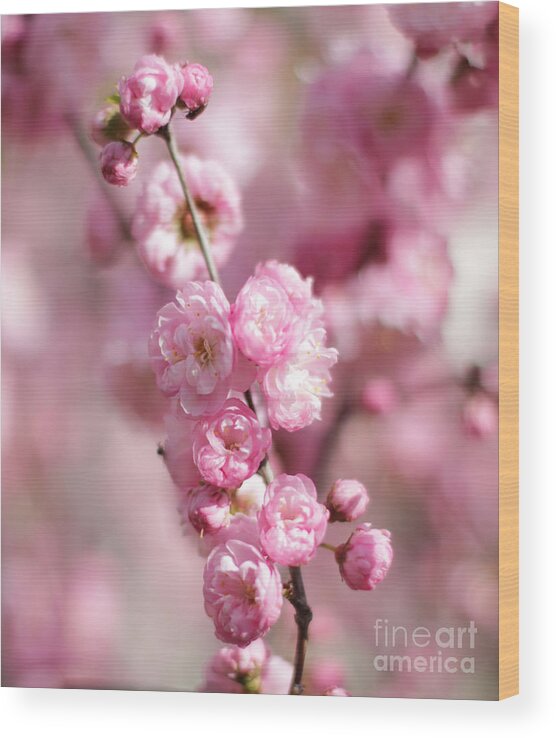 Pink Plum Branch Wood Print featuring the photograph Clear Image Plum by Donna L Munro
