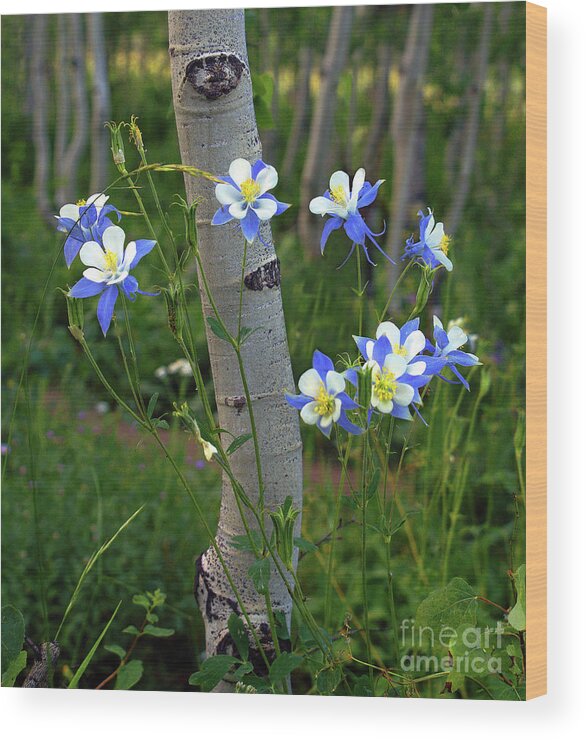 Tree Wood Print featuring the photograph ColumBouquet by Kelly Black