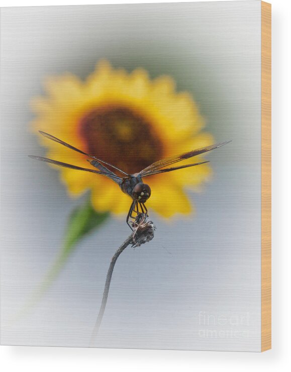 Animal Wood Print featuring the photograph Dragonfly On Yellow by Robert Frederick