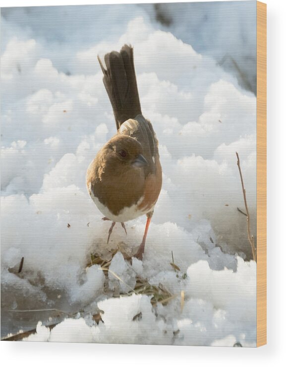 Rufous-sided Towhee Wood Print featuring the photograph Eastern Towhee Poses for Photograph by Holden The Moment