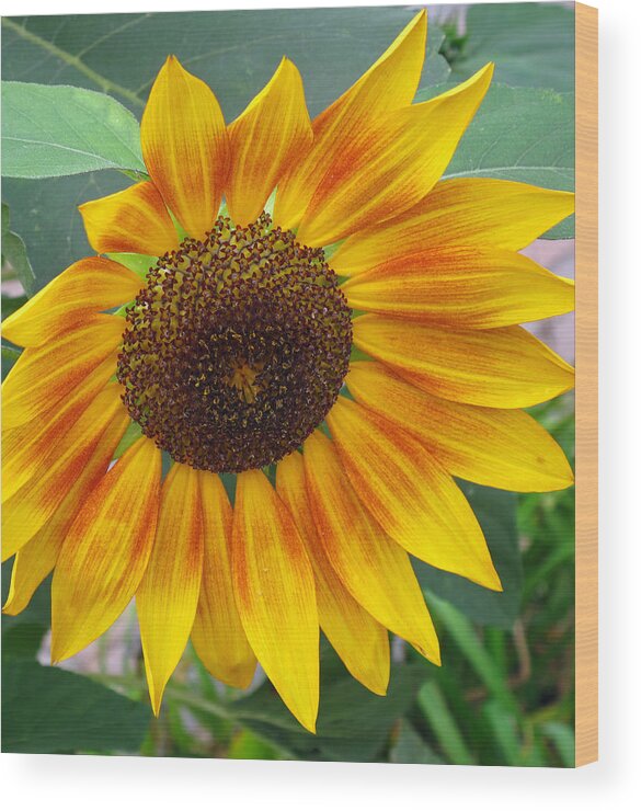 Flower Wood Print featuring the photograph End of Summer Sunflower by Barbara McDevitt