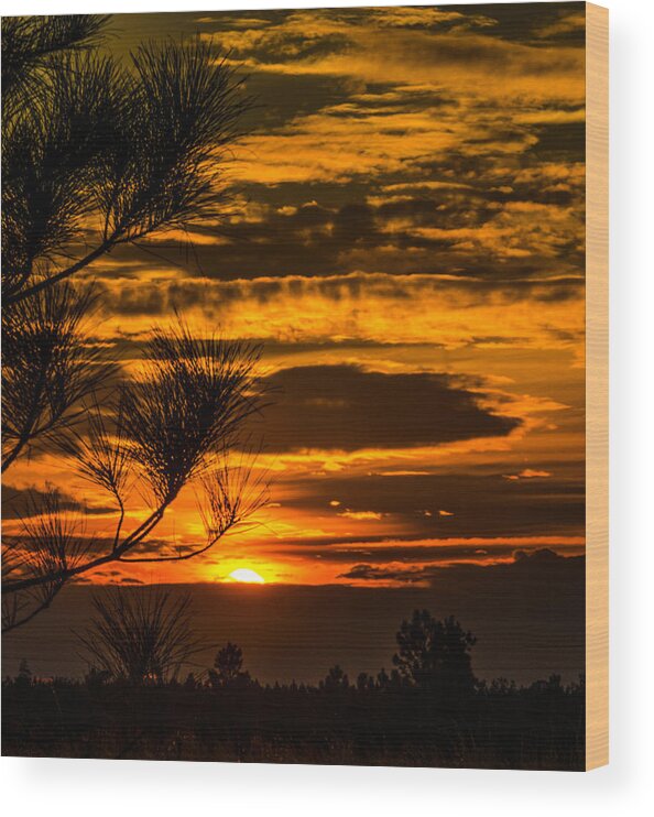 Sunset Wood Print featuring the photograph Evening Light by Tammy Ray