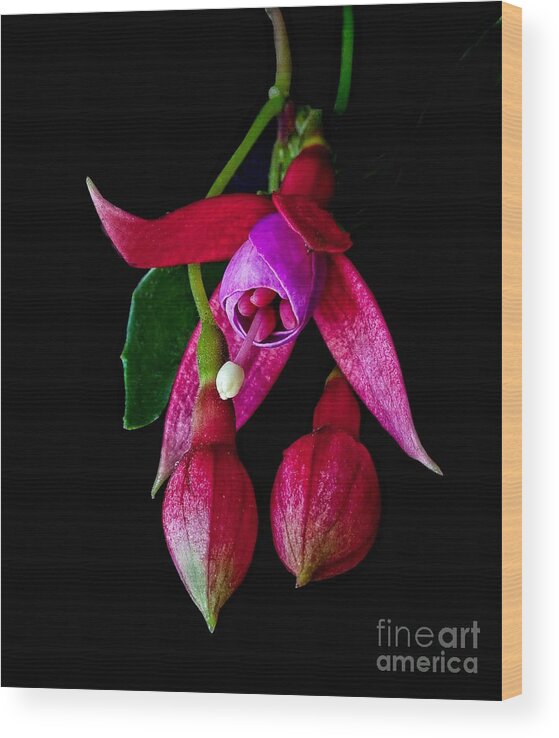 Fuchsia Wood Print featuring the photograph Fuchsia by Shirley Mangini