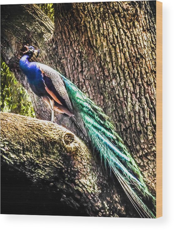 Peacocks Wood Print featuring the photograph Gods Heavenly Creatures by Karen Wiles