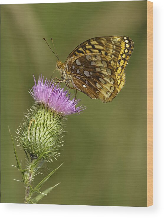 Great Spangled Fritillary Wood Print featuring the photograph Great Spangled Fritillary On A Thistle Flower by Thomas Young