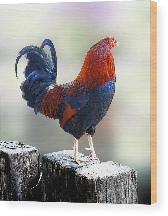 Rooster Wood Print featuring the photograph Herald of Foggy Morning by Viktor Savchenko