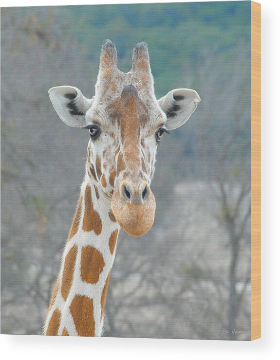 Giraffe Wood Print featuring the photograph Here's Lookin' at You by Dyle  Warren