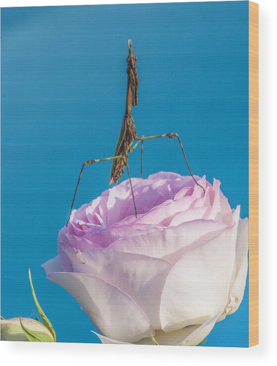 Praying Mantis Wood Print featuring the photograph Hope and a Prayer by Terry Cosgrave