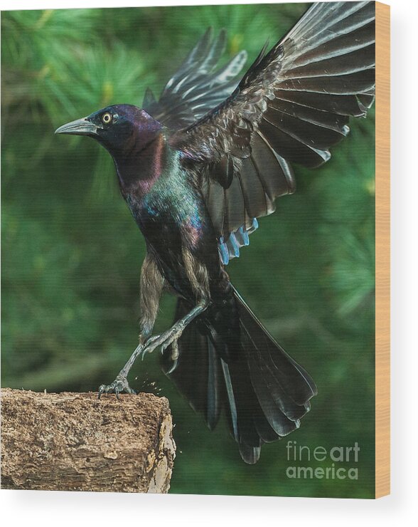70-200 Wood Print featuring the photograph Incoming Grackle by Jim Moore