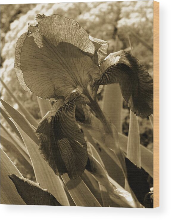 Iris Wood Print featuring the photograph Iris Light Study by Chris Berry