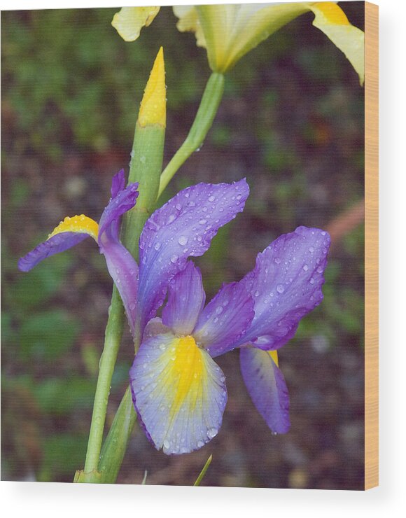 Flowers Wood Print featuring the photograph Iris with Raindrops by Mark Egerton