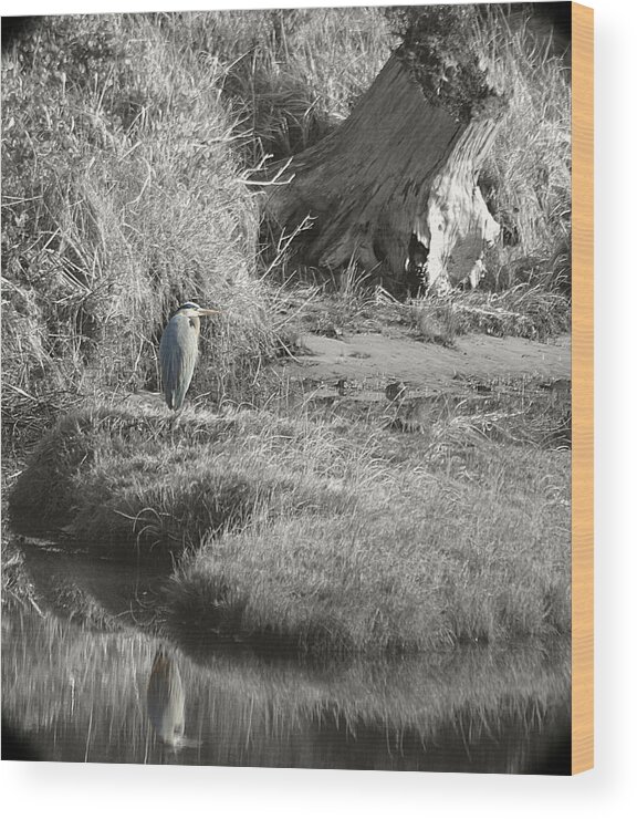 Heron Wood Print featuring the photograph Just a Little Blue by HW Kateley