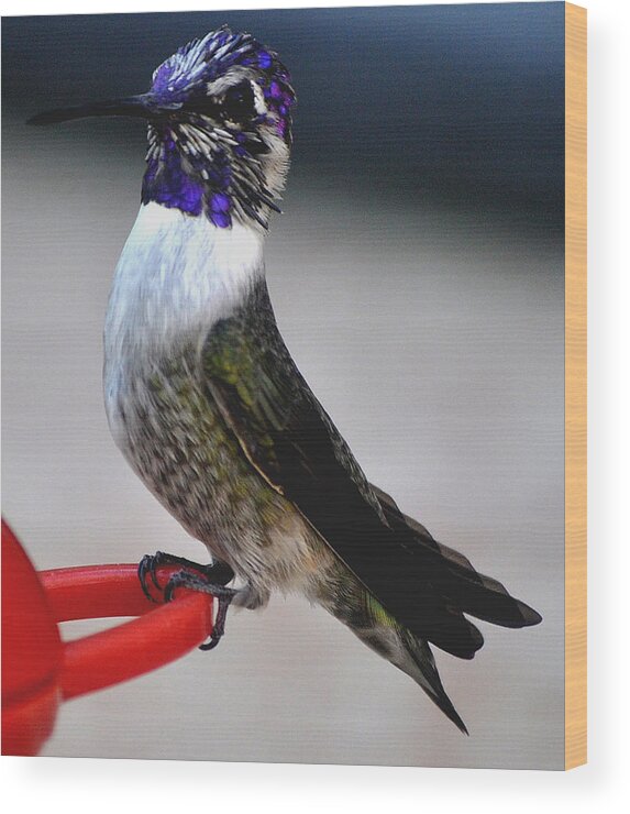 Hummingbird Wood Print featuring the photograph Juvenile Male Costa On Perch Posing by Jay Milo