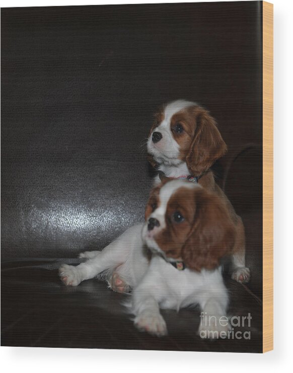 Cavalier King Charles Spaniel Wood Print featuring the photograph King Charles Puppies by Dale Powell