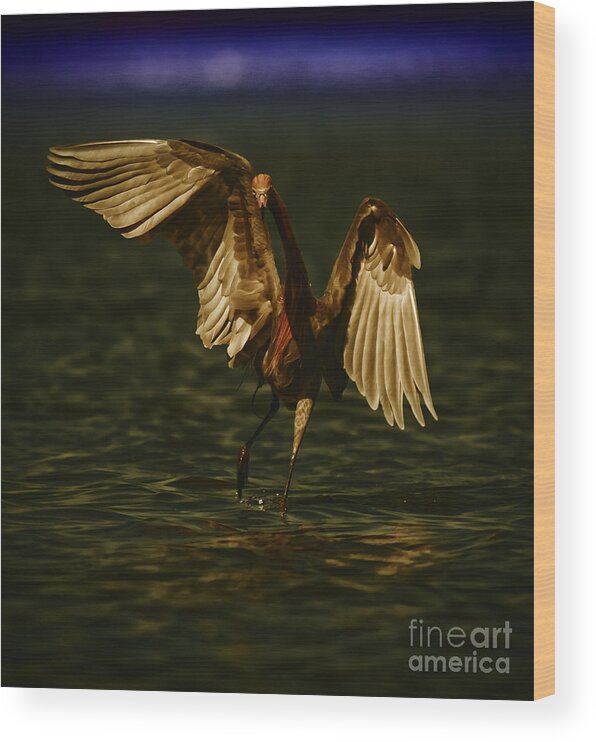 Bird Wood Print featuring the photograph Let's Dance by Richard Mason