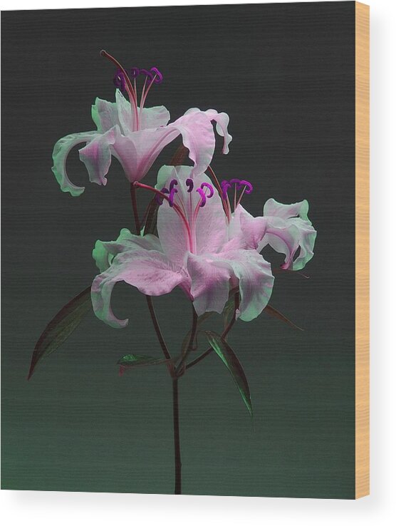 Wood Print featuring the photograph Lily Variation #04 by Richard Wiggins