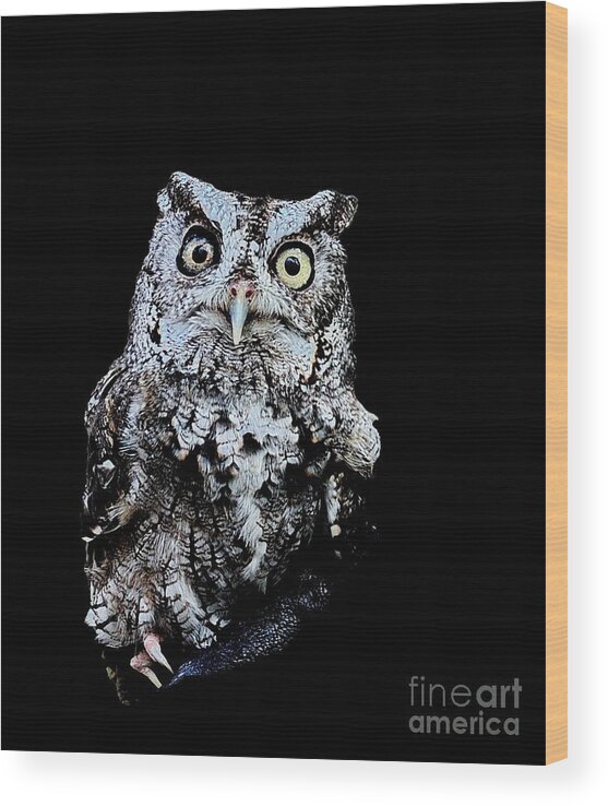 Owl Wood Print featuring the photograph Little Owl Gray with Yellow Eyes Big by Wayne Nielsen