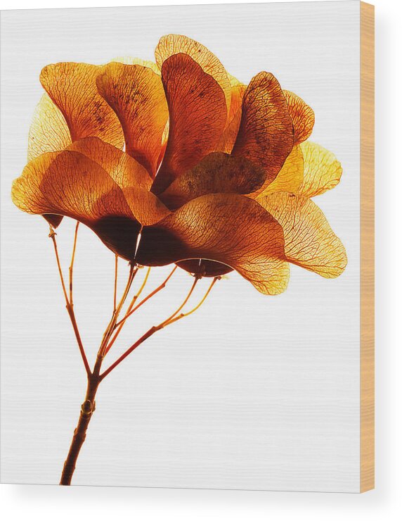 Maple Wood Print featuring the photograph Maple Seed Pod Cluster by Robert Woodward