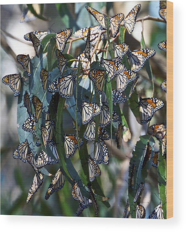 Natural Bridges Wood Print featuring the photograph Monarch Butterflies Natural Bridges by SC Heffner