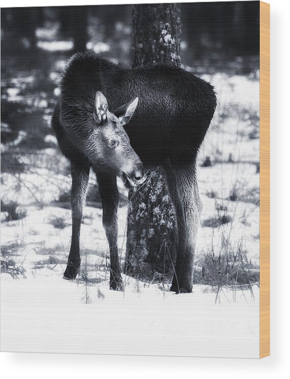 Nature Wood Print featuring the photograph Moose by Rose-Maries Pictures