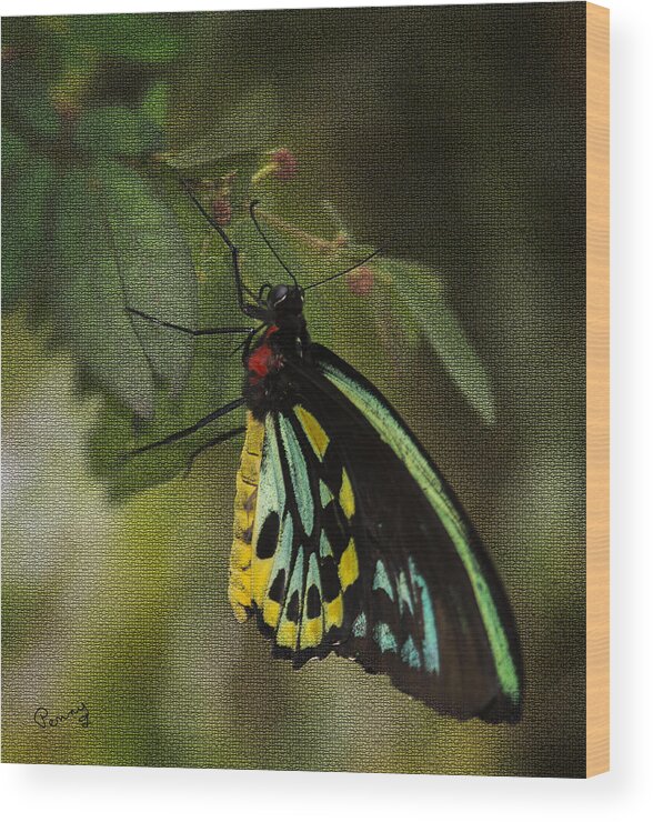 Penny Lisowski Wood Print featuring the photograph Northern Butterfly by Penny Lisowski
