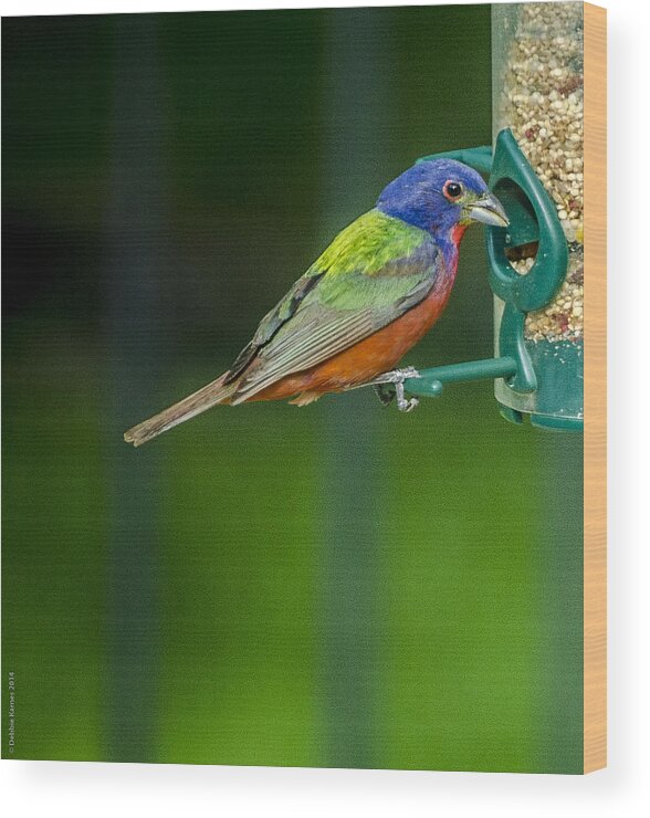 Bird Wood Print featuring the photograph Painted Bunting by Debbie Karnes