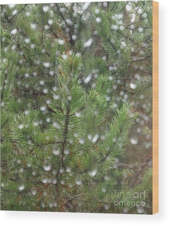 Pine Tree Wood Print featuring the photograph Pine Tree in the Rain by Laura Wong-Rose