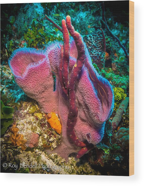 Pink Vase Sponge Wood Print featuring the photograph Pink Vase Sponge With Coral by Roy Bendell