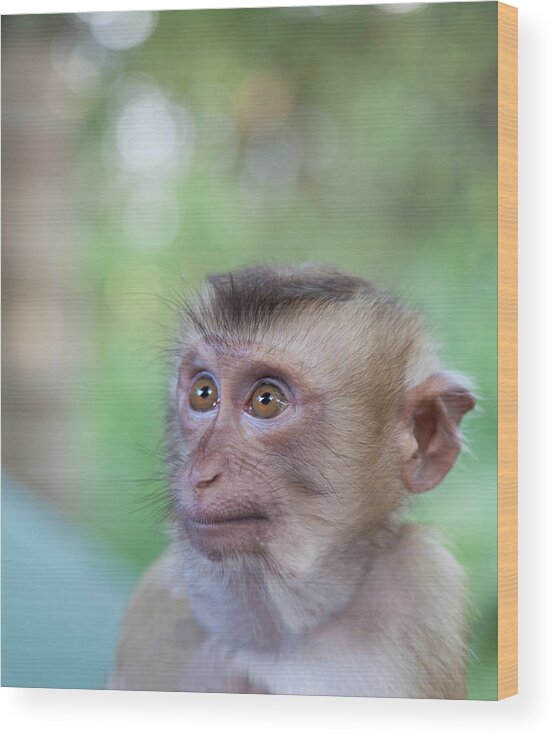 Adolescence Wood Print featuring the photograph Portrait Of Attentive Young Macaque by Derek E. Rothchild