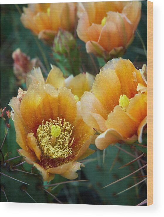 Cacti Wood Print featuring the photograph Prickly Pear Cactus by Mary Lee Dereske