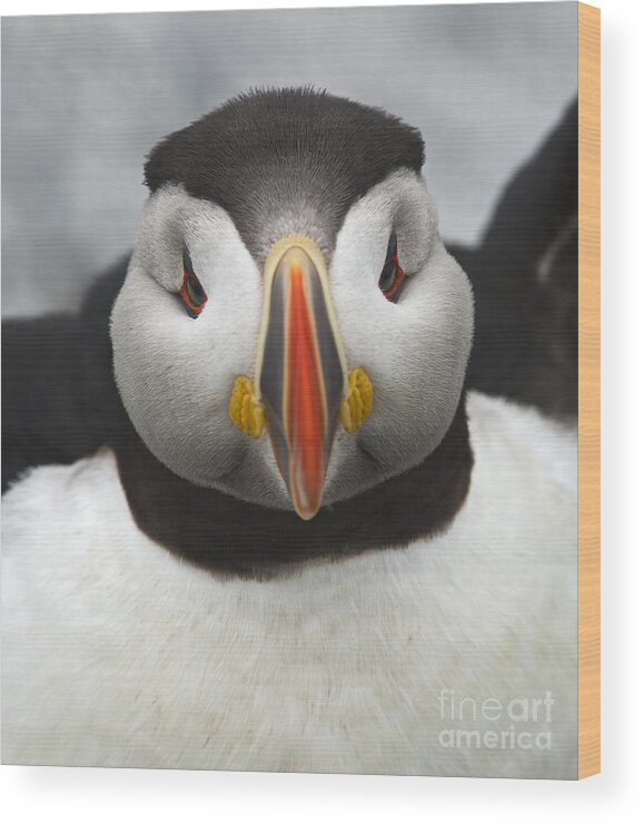 Festblues Wood Print featuring the photograph Puffin it Up... by Nina Stavlund