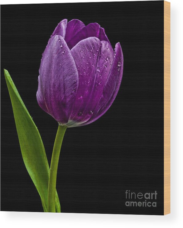 Flower Wood Print featuring the photograph Purple Tulip by Shirley Mangini