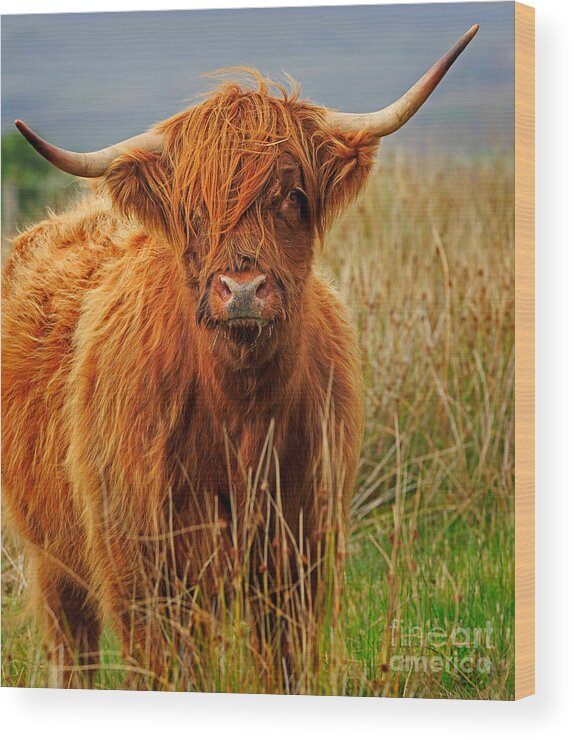 Red Wood Print featuring the photograph Red Highland Cow by Louise Heusinkveld