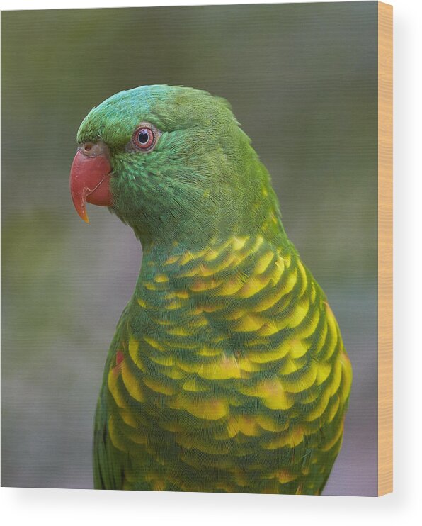 Martin Willis Wood Print featuring the photograph Scaly-breasted Lorikeet Australia by Martin Willis