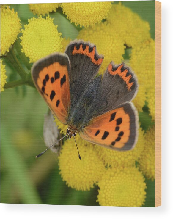 Insect Wood Print featuring the photograph Small Copper Butterfly by Nigel Downer