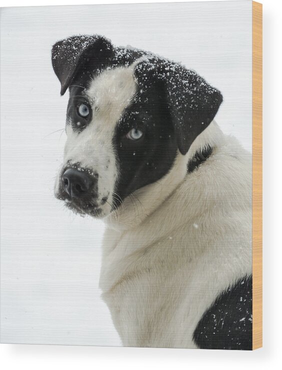 Dog Wood Print featuring the photograph Snow Puppy by Holden The Moment