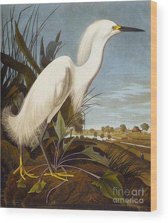 Bird Wood Print featuring the painting Snowy Heron Or White Egret by John James Audubon