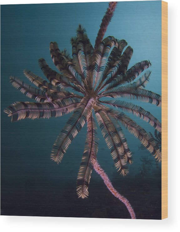 Underwater Photography Wood Print featuring the photograph The Cronoid Creature by Terry Cosgrave