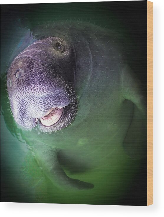 Manatees Wood Print featuring the photograph The Happy Manatee by Karen Wiles