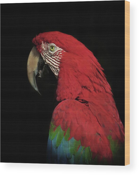 Macaw Wood Print featuring the photograph The Thinker by Ferdinando Valverde
