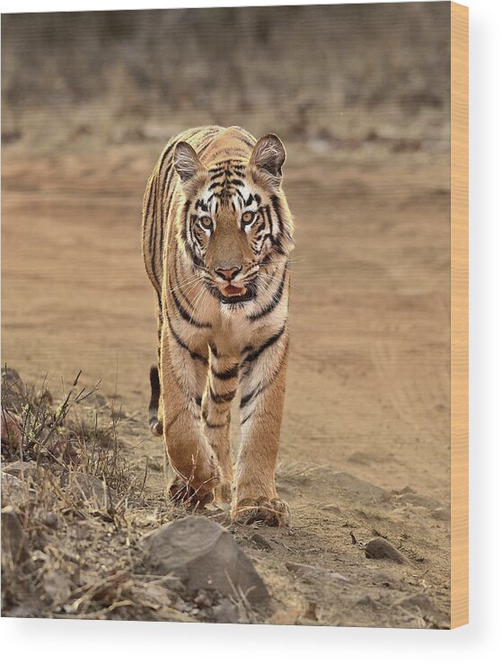 Animal Themes Wood Print featuring the photograph Tiger Coming Close by Safique Hazarika Photography