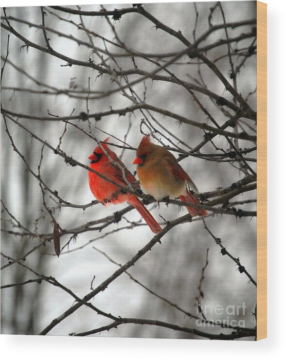 Cardinals Wood Print featuring the photograph True Love Cardinal by Peggy Franz