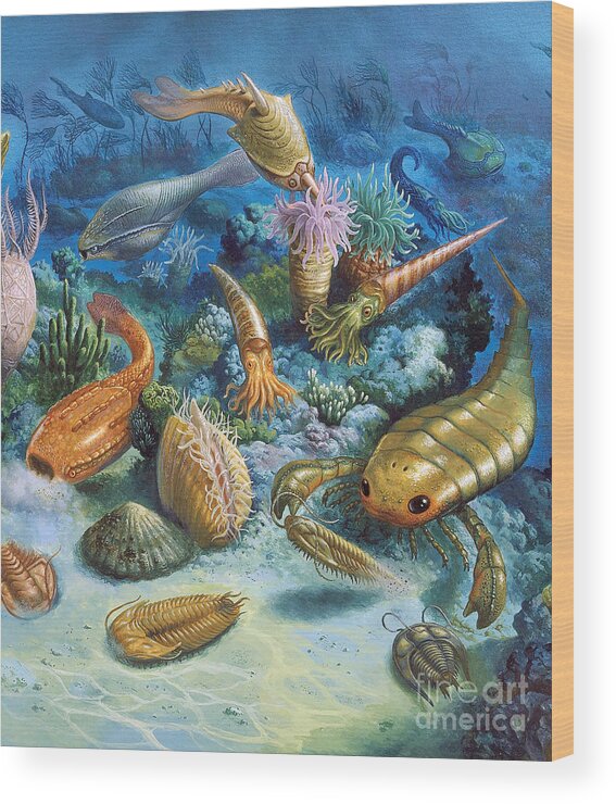 Illustration Wood Print featuring the photograph Underwater Life During The Paleozoic by Publiphoto