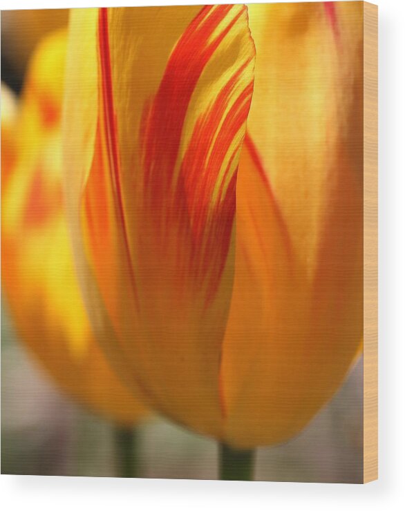 Tulip Wood Print featuring the photograph Variegated Tulip by Andrea Lazar