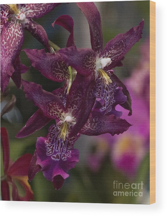 Deep Pink Orchid Wood Print featuring the photograph Vuylstekeara Orchid 4512 by Terri Winkler