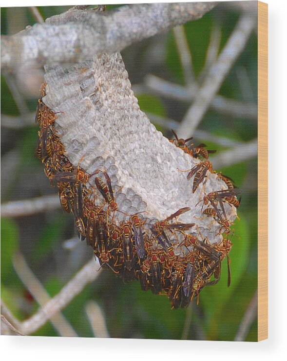 Paper Wasp Wood Print featuring the photograph Wasp Nest Everglades Florida. by David Lee Thompson