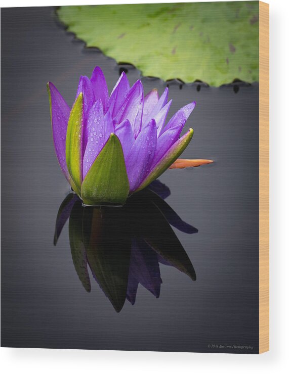 Water Lily Wood Print featuring the photograph Water Lily #12 by Phil Abrams