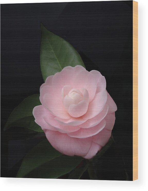 Pink Wood Print featuring the photograph Winter Pink Camellia by Deborah Smith