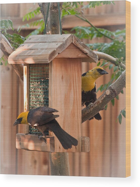 Birds Wood Print featuring the photograph Yellow-headed Blackbirds at the Feeder by Janis Knight
