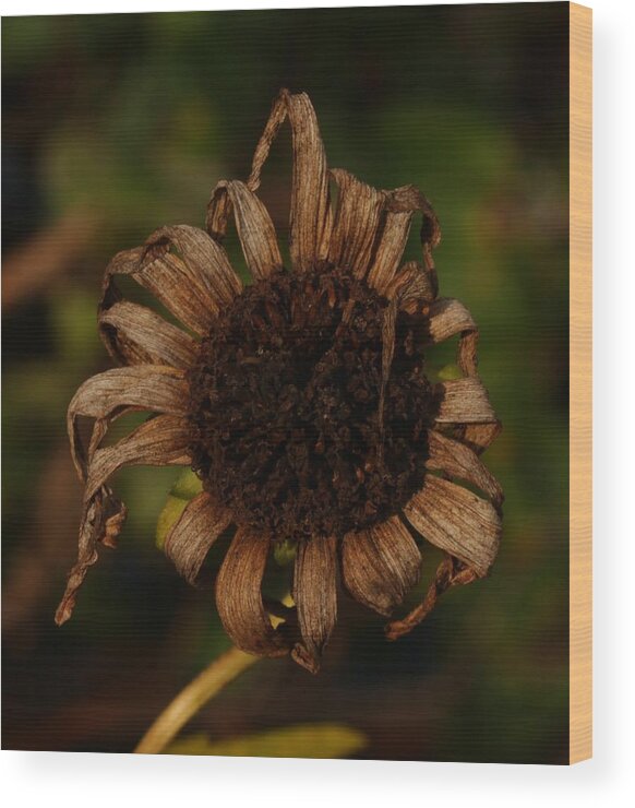 Nature Wood Print featuring the photograph Yesterday's Blackeye Susan 2 by Robert Morin